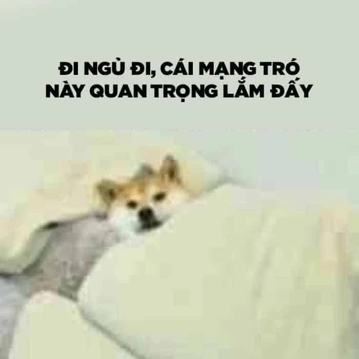 Meme mèo buồn ngủ dễ thương, khiến bạn bật cười.