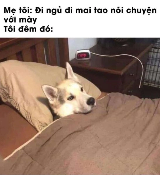 Ngủ đi meme hài hước, mang đến tiếng cười.