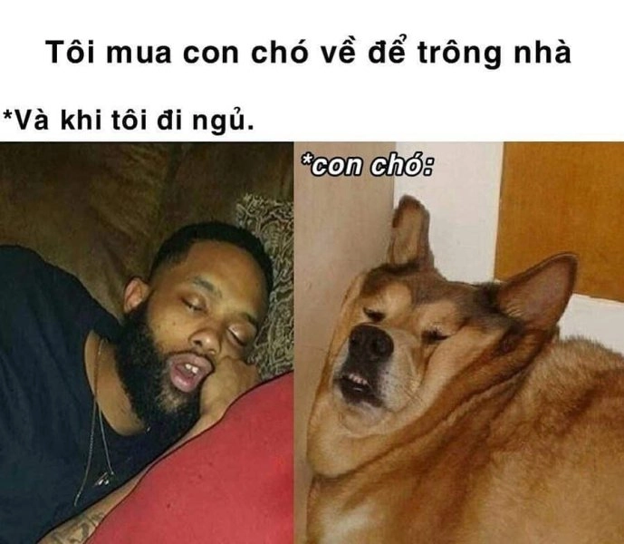 Meme ngủ ngon cute làm bạn bật cười ngay.