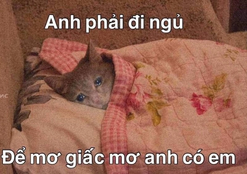 Meme mèo mất ngủ dễ thương, đáng yêu.