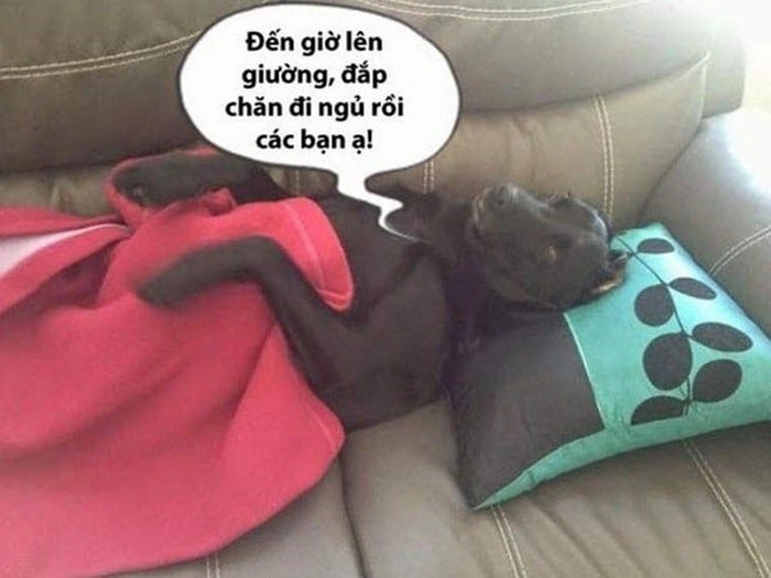 Meme ngủ quên siêu lầy và hài hước.