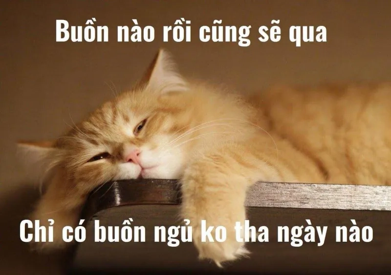 Meme ngủ sớm khiến bạn không nhịn được cười.