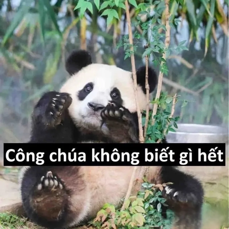 Meme gấu trúc hỏi chấm tạo ra sự hài hước từ những câu hỏi ngớ ngẩn!