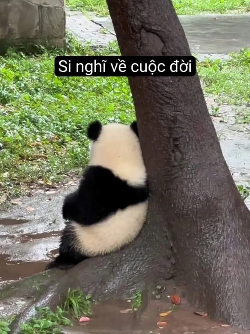 Meme gấu trúc sợ hãi các thứ khiến bạn bật cười với sự ngây ngô và dễ thương!