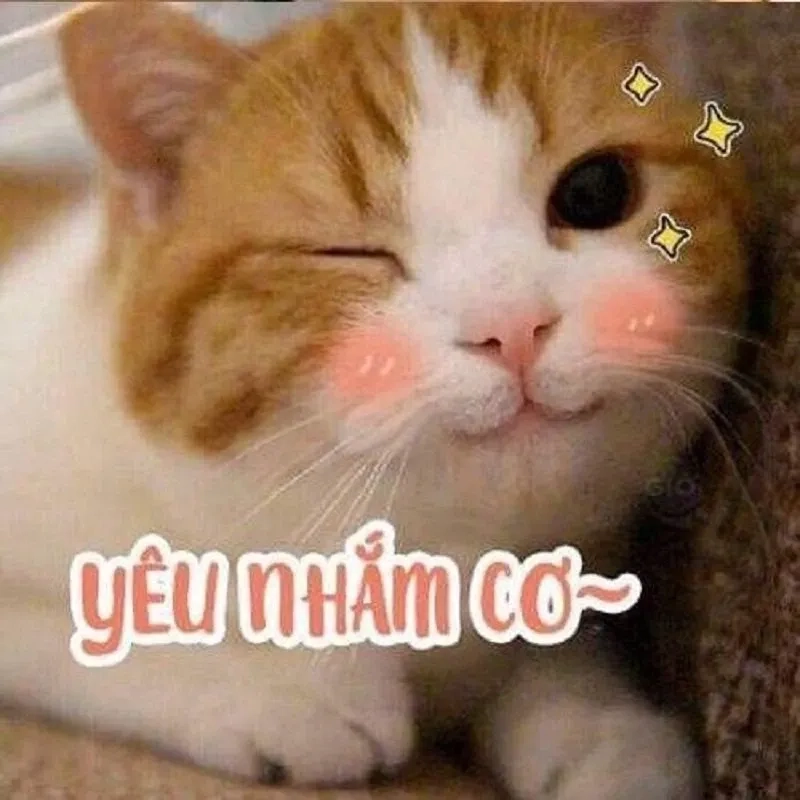 Meme hahaa độc đáo, thu hút sự chú ý từ người xem.