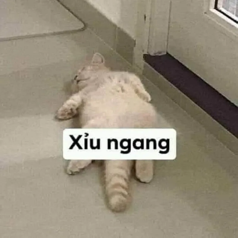 Hahahah meme ngộ nghĩnh, làm sáng bừng bài đăng.