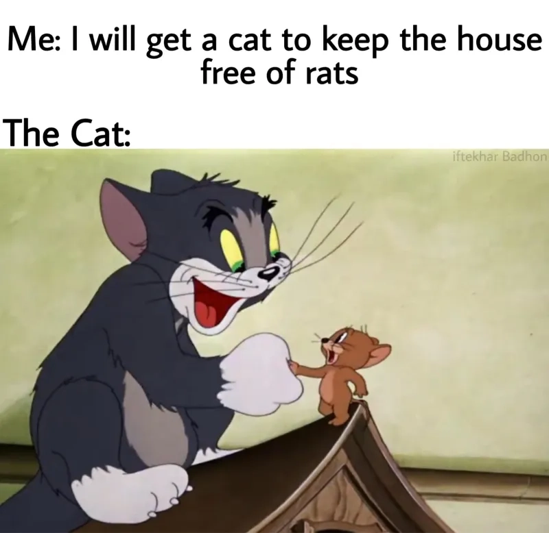 Mèo tom meme tom and jerry, vui nhộn cực đỉnh.