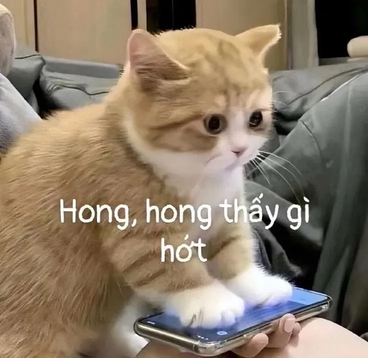 Vô tri meme mèo khóc cute, đáng yêu không tưởng.