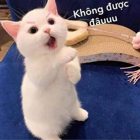 Meme không có đâu thể hiện sự từ chối một cách hài hước và dễ thương.