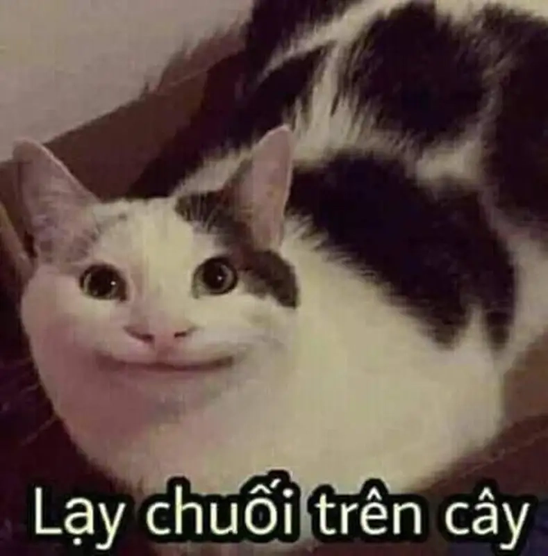 Meme chấp tay lạy mang lại sự tôn kính và lời cầu xin chân thành!