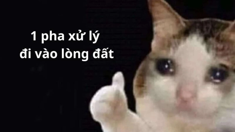 Cat like meme với những biểu cảm dễ thương và hài hước khiến người xem không thể ngừng cười.