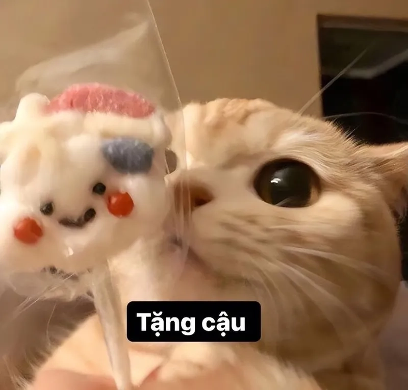 Hình ảnh mèo cute meme tặng hoa tạo ra một khoảnh khắc ngọt ngào và đáng yêu.