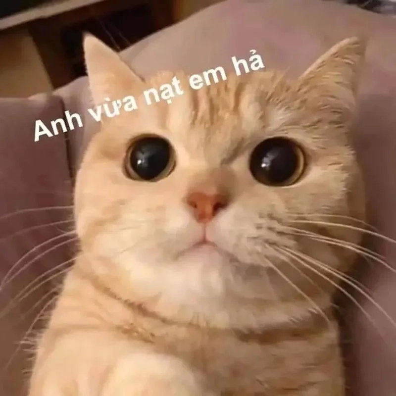 Nhẫn cầu hôn meme thể hiện một hành động lãng mạn với sự cam kết và yêu thương.