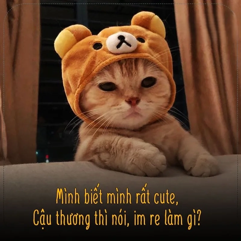 Thả thính meme khiến bạn phải cười vì sự đáng yêu trong đó.