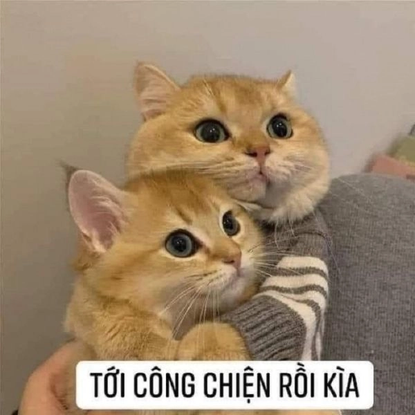 Khám phá ngay ảnh meme mèo cười với biểu cảm cực đáng yêu.