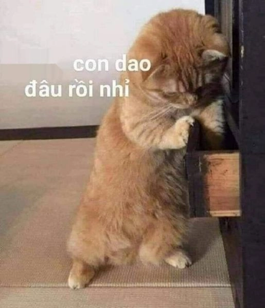 Meme mèo cười nham hiểm với nét gian khiến bạn không nhịn được cười.