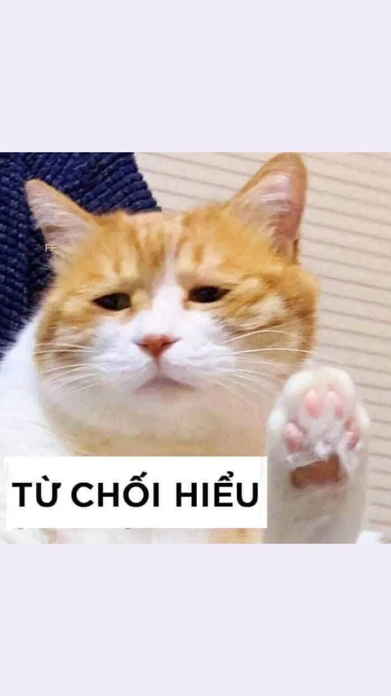 Meme mèo ngu làm người xem bật cười với biểu cảm 