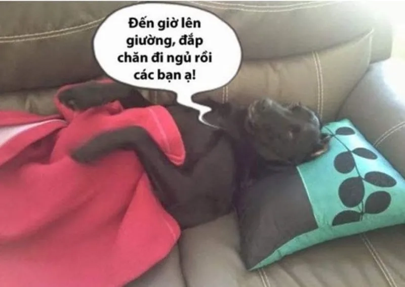 Meme mới ngủ dậy là hình ảnh hài hước của những lúc vừa thức giấc.