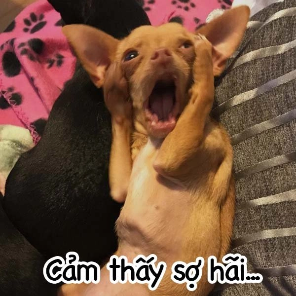 Dog sad meme đáng yêu với biểu cảm buồn bã.