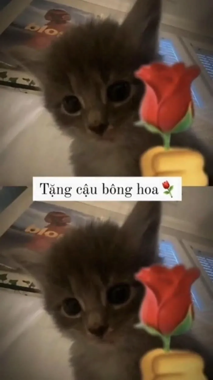 Meme con mèo tặng hoa thể hiện tình cảm ngọt ngào qua những bông hoa tươi đẹp.