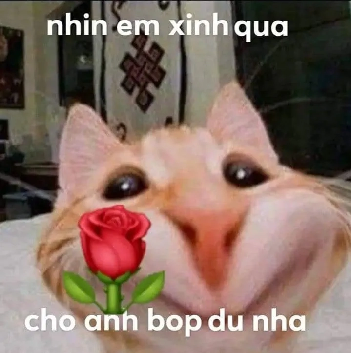 Mèo meme tặng hoa là món quà đáng yêu khiến ai cũng phải thổn thức.