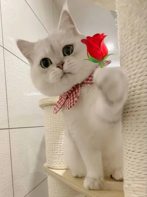 Meme tặng hoa cute tạo nên một khoảnh khắc đáng yêu và đáng nhớ.