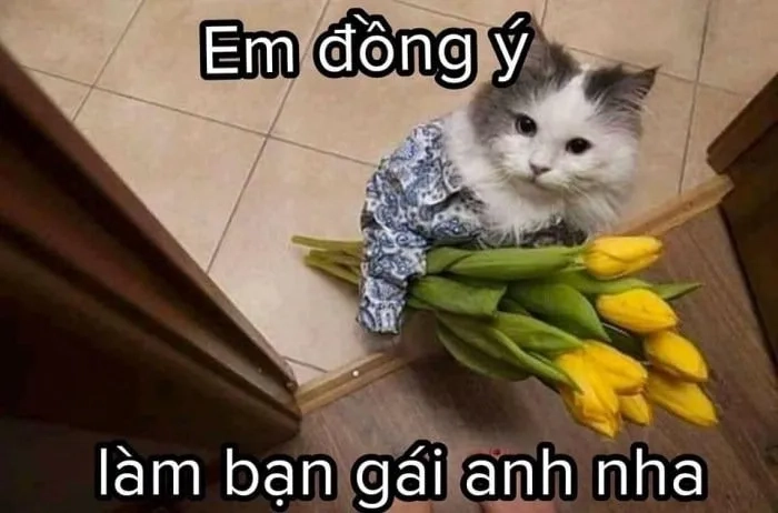 Meme mèo tặng trái tim là cách dễ thương để thể hiện tình cảm chân thành đến ai đó.