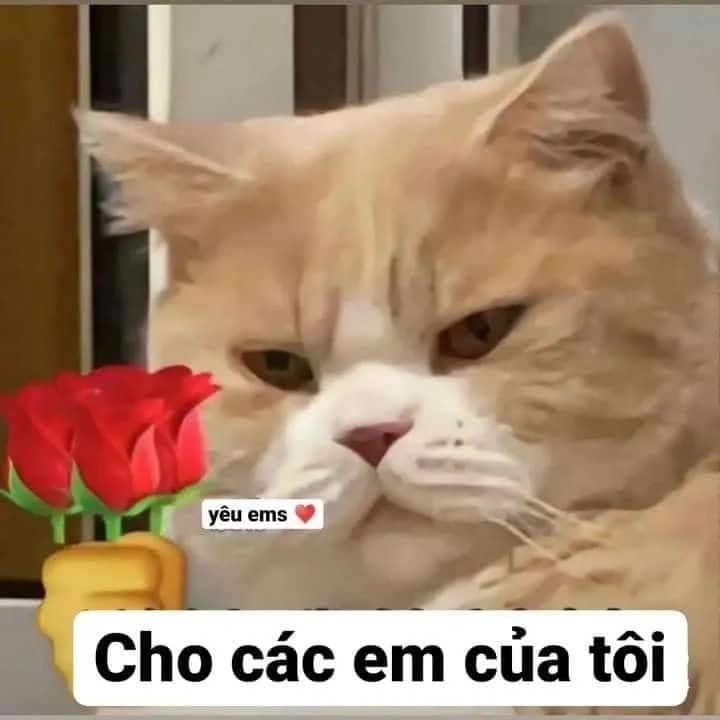 Meme tặng hoa 8/3 là món quà đáng yêu để bày tỏ sự trân trọng trong ngày đặc biệt.