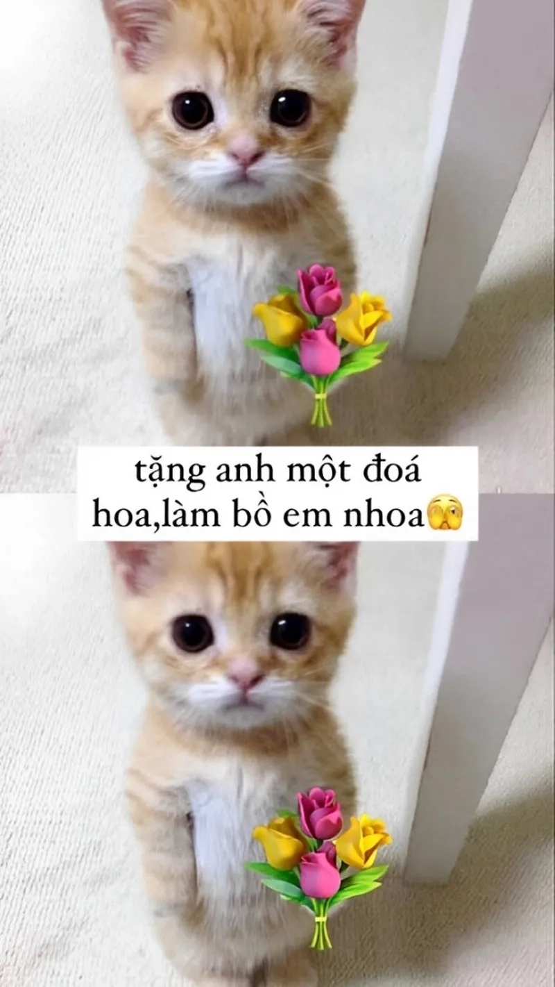 Meme con mèo tặng hoa mang đến sự vui vẻ và ngọt ngào trong mỗi khoảnh khắc.