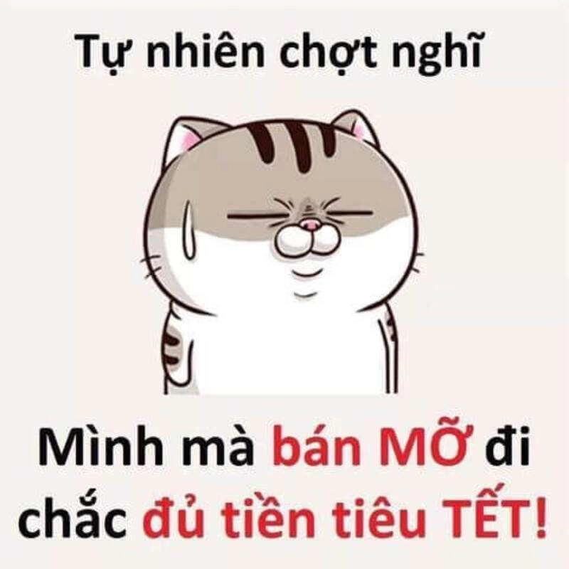 Meme tết mèo mang lại những khoảnh khắc đáng yêu của mèo trong mùa Tết.