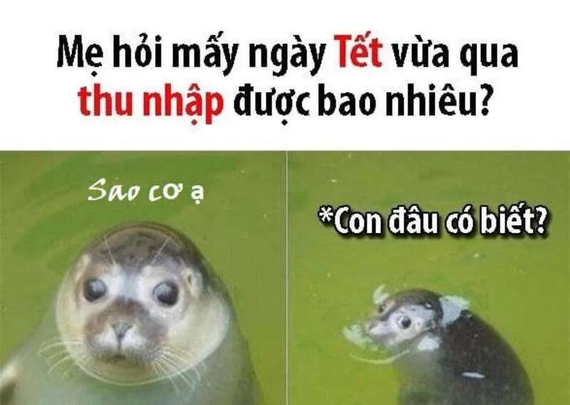 Tết meme mèo là những bức ảnh mèo trong không khí Tết vui vẻ.