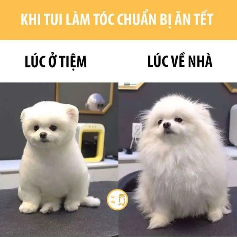 Avatar meme tết 2024 là hình ảnh vui tươi chào đón năm mới.