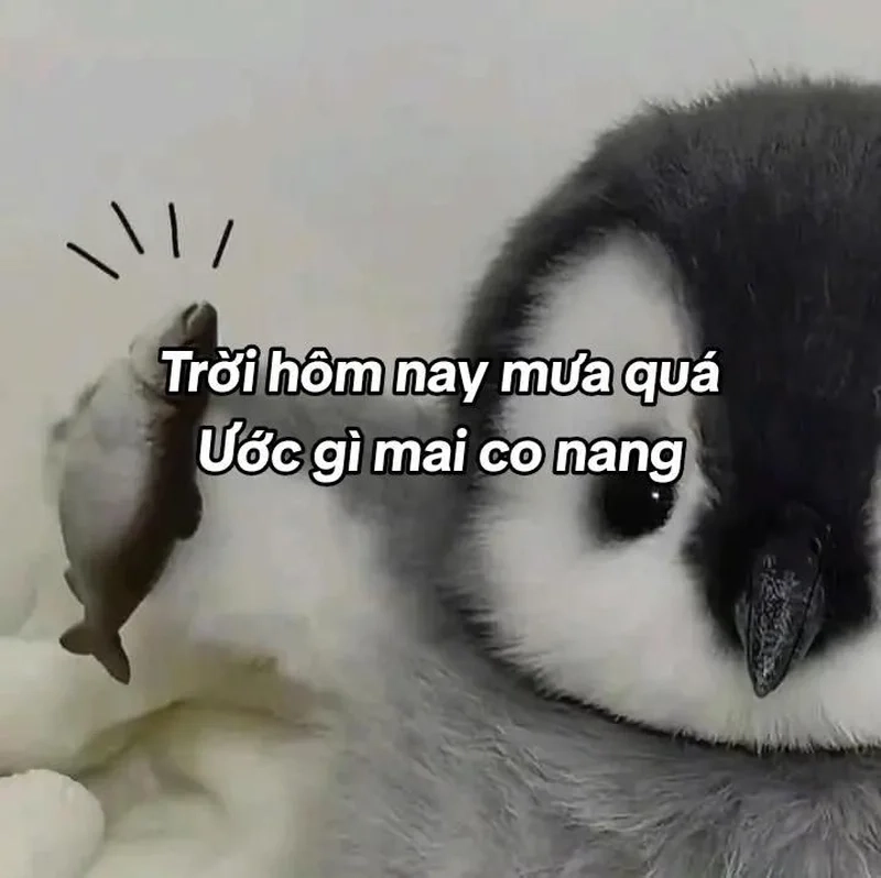 Meme mèo bắn tim mang đến những khoảnh khắc tình cảm và hài hước.