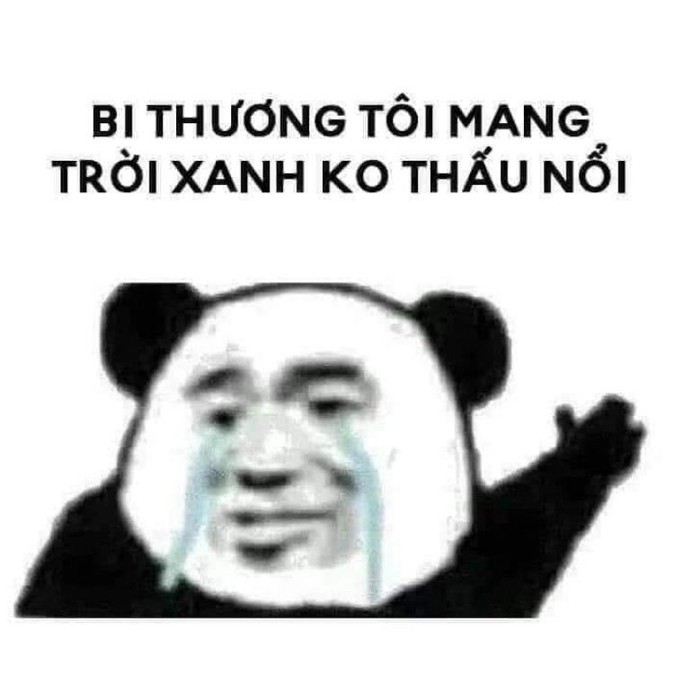 Meme mèo trắng mang lại những khoảnh khắc vui nhộn và ngọt ngào!