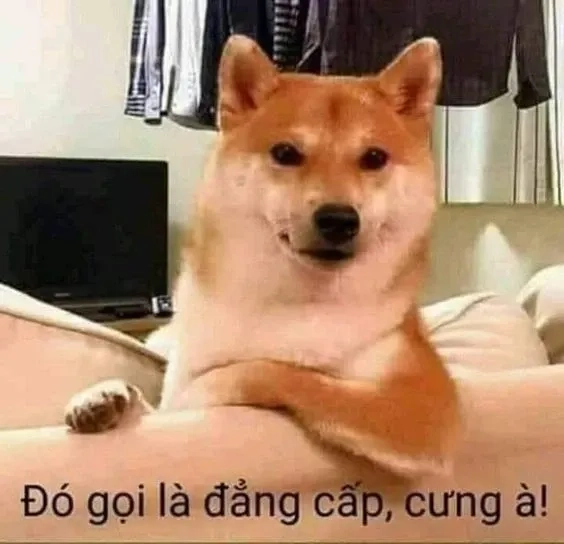 Meme doge việt nam tái hiện hình ảnh chú chó Doge nổi tiếng với những câu nói vui nhộn.