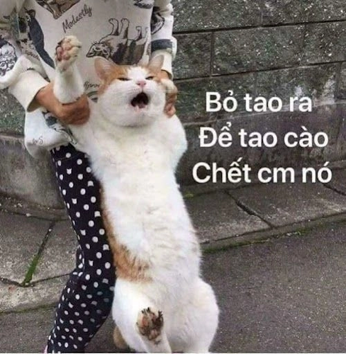 Mèo meme tức là meme thể hiện sự tức giận dễ thương của mèo.