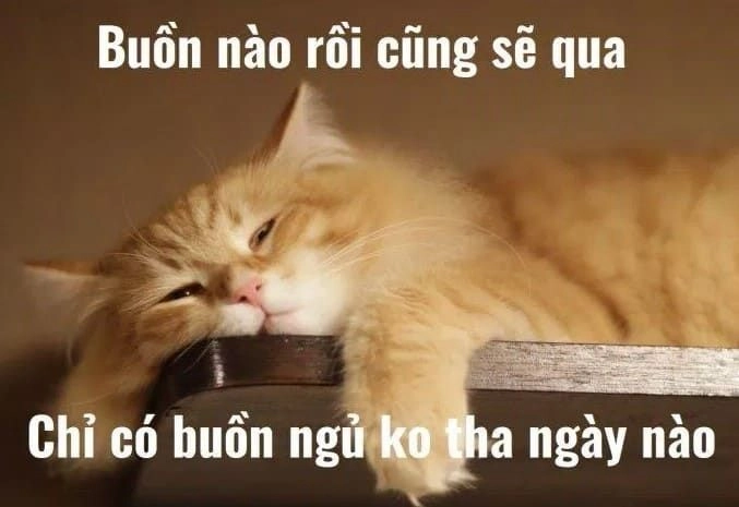 Vô tri meme mèo khóc cute mang đến sự kết hợp hoàn hảo giữa dễ thương và bất ngờ.