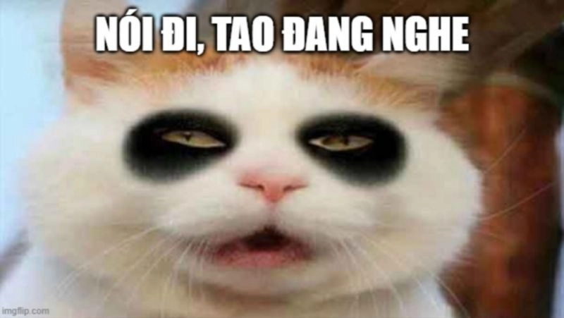 Ảnh mèo meme vô tri là sự kết hợp hoàn hảo giữa ngây thơ và hài hước.