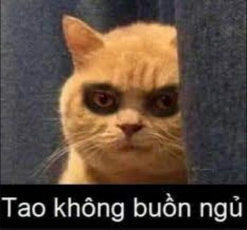 Mèo khóc meme tạo nên một hình ảnh vừa buồn vừa thú vị.