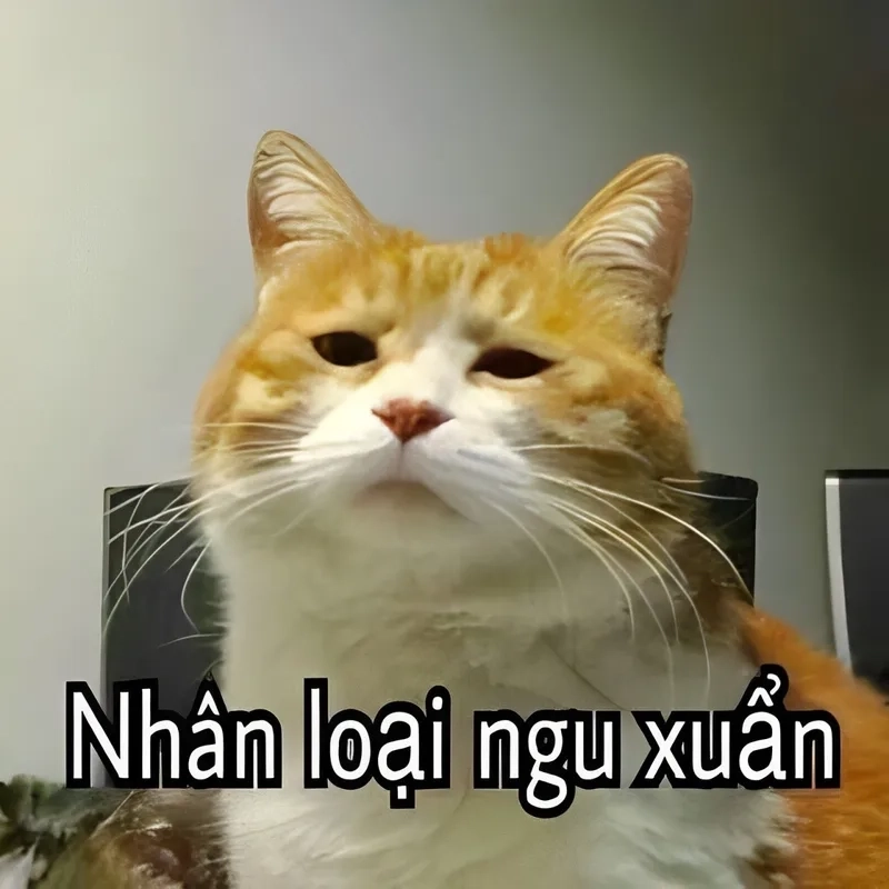 Chuc ngu ngon meme đáng yêu và ngộ nghĩnh, khiến bạn mỉm cười trước giờ ngủ.