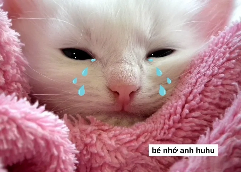 Meme tình yêu hài hước là lựa chọn hoàn hảo để làm cho tình yêu thêm phần ngọt ngào và vui nhộn.