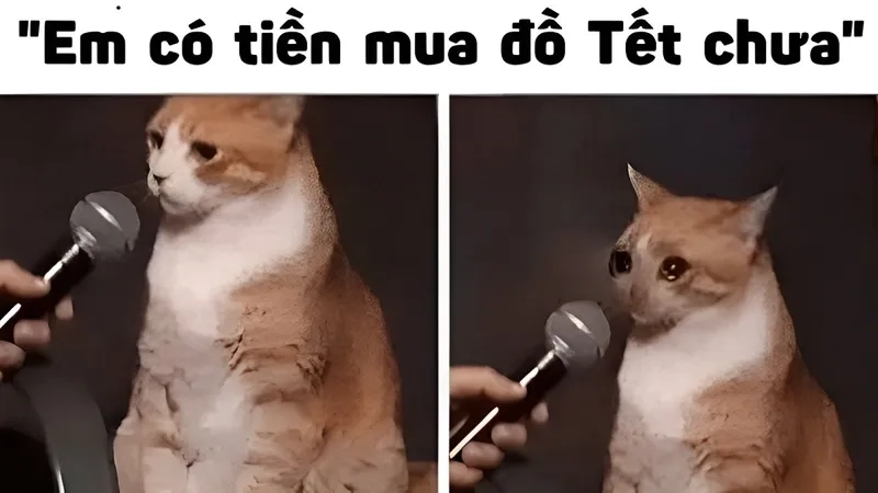 Mèo meme xin tiền dễ thương, gây cảm giác vui nhộn.