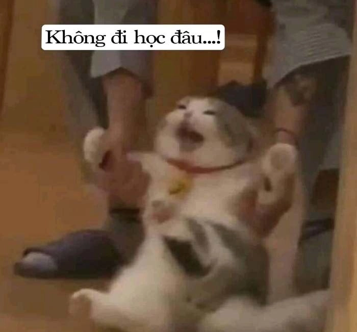 Ảnh meme hài không chữ có thể truyền tải sự vui nhộn mà không cần lời giải thích.