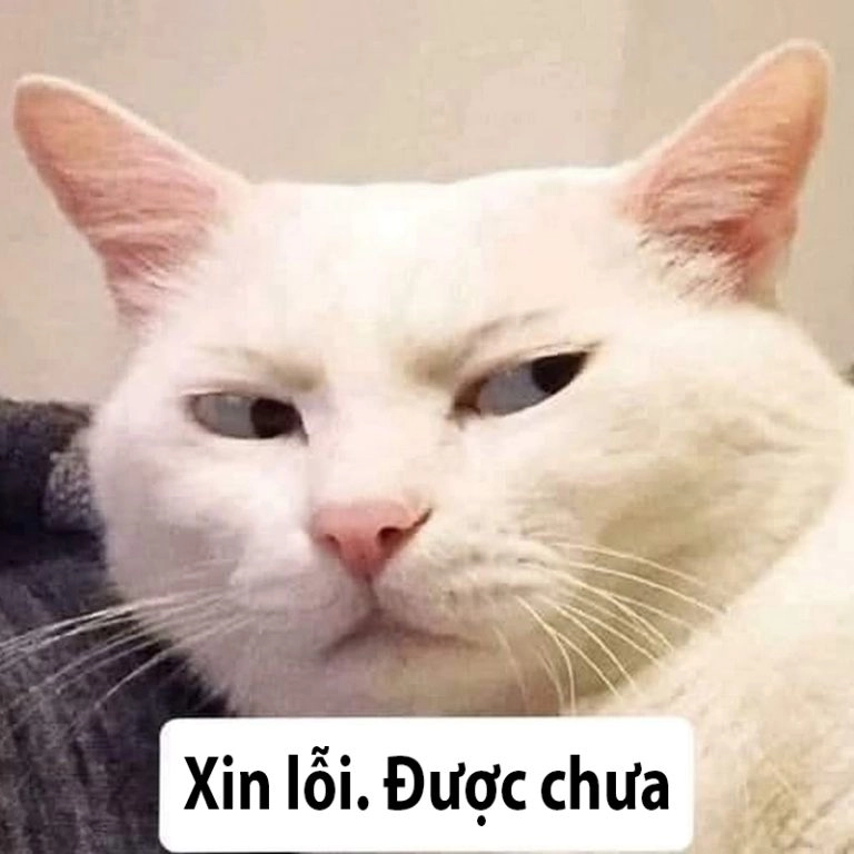 Meme cúi đầu xin lỗi thể hiện sự hối lỗi và dễ thương cực kỳ.