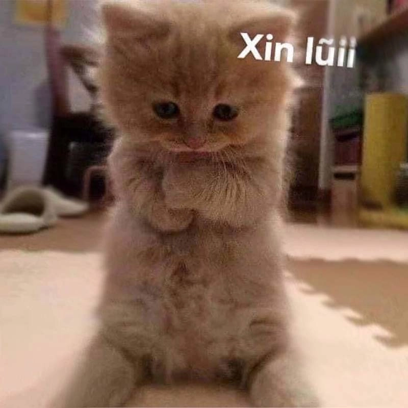 Tôi xin lỗi meme là cách dễ thương để xin lỗi mà vẫn khiến bạn cười.