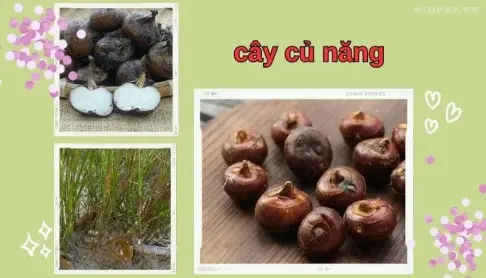 Cây củ năng - Thảo dược tự nhiên, bổ dưỡng cho sức khỏe