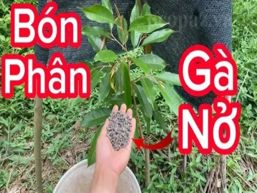 Cách bón phân gà nở cho cây sầu riêng để tăng năng suất