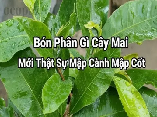 Bón phân gì cho cây mai mập cành? Bí quyết để cây nở hoa đẹp