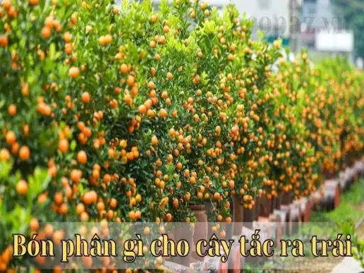 Cách bón phân hữu cơ và hóa học giúp cây tắc ra trái tốt