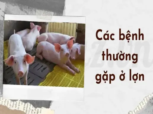 Top 5 các bệnh thường gặp ở lợn và cách phòng tránh